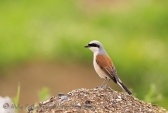 WildLife Photos of Birds, Shrikes, Red-backed Shrike, Lanius collurio